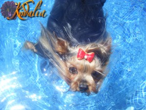 Los mejores Yorkshire Terrier del mundo