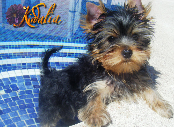 Los mejores Yorkshire Terrier del mundo