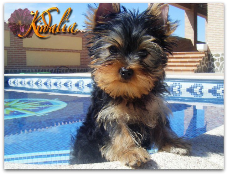 Los mejores Yorkshire Terrier del mundo