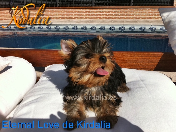 Los mejores Yorkshire Terrier del mundo