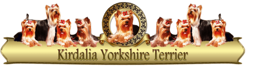 Kirdalia-Yorkshire-Terrier